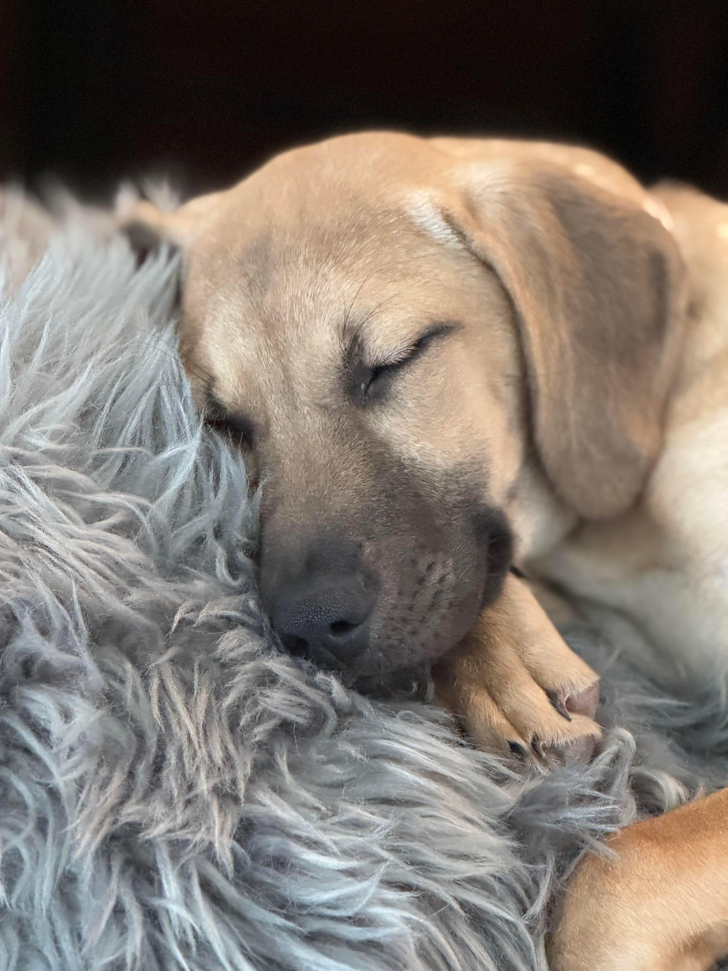 Autumn , Adoptable, Puppy Female Mixed Breed.