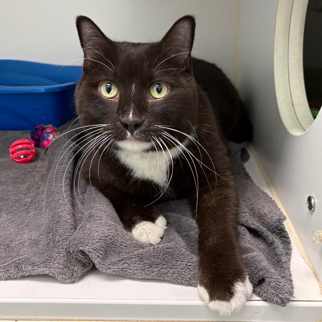Enlarge Trapper, a Adoptable Domestic Short Hair in Saskatoon, SK image 1/1