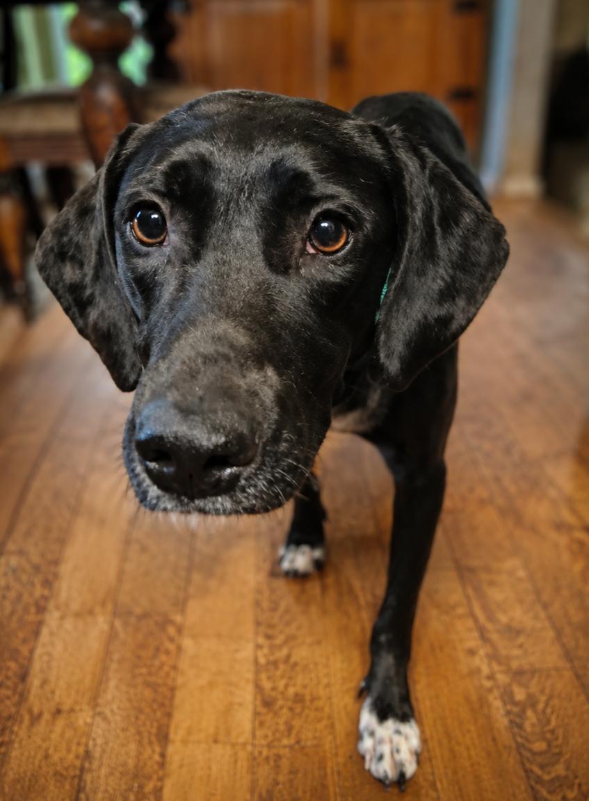 Esme, a ADOPTABLE mixed breed in Kiowa, OK image 2/6