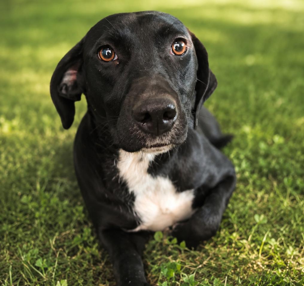 Esme, a ADOPTABLE mixed breed in Kiowa, OK image 4/6