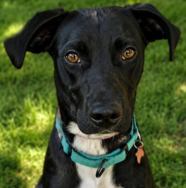 Esme, ADOPTABLE, Young Female Labrador Retriever.