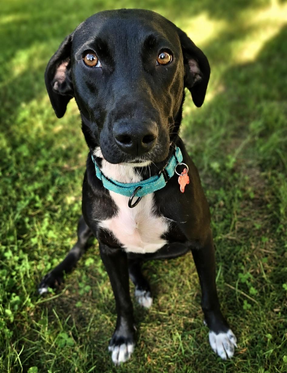 Esme, a ADOPTABLE mixed breed in Kiowa, OK image 6/6