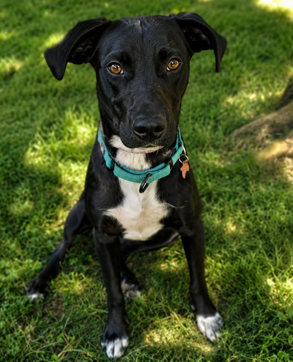 Esme, a ADOPTABLE mixed breed in Kiowa, OK image 3/6