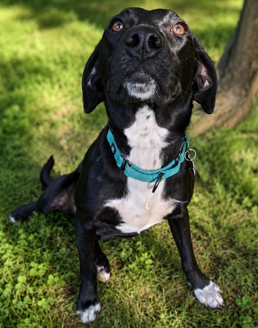 Esme, a ADOPTABLE mixed breed in Kiowa, OK image 5/6