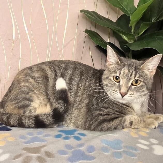 Sugar *BONDED* — thumbnail 2