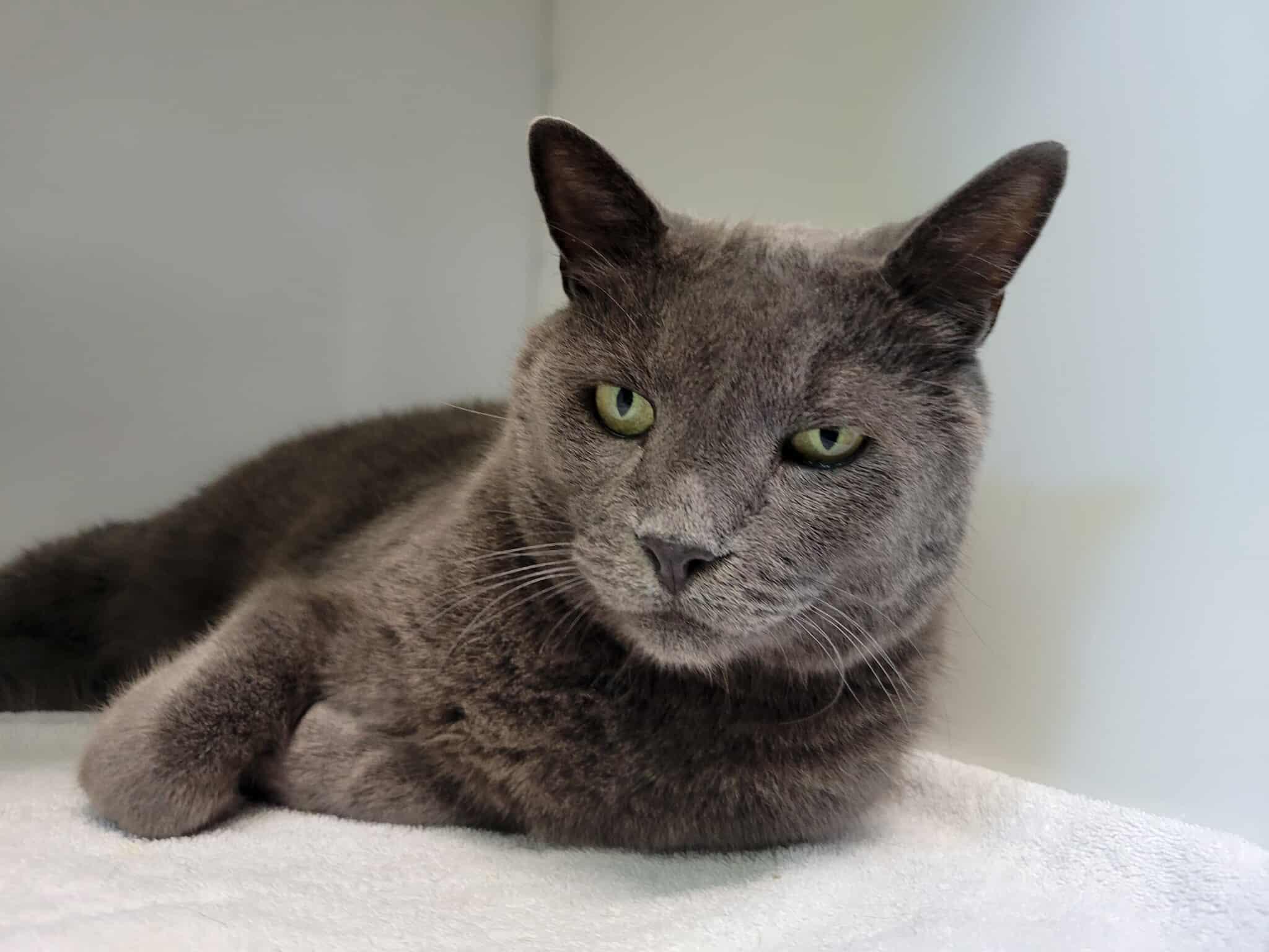 Enlarge Dom, a Adoptable Domestic Short Hair in Delson, QC image 1/1