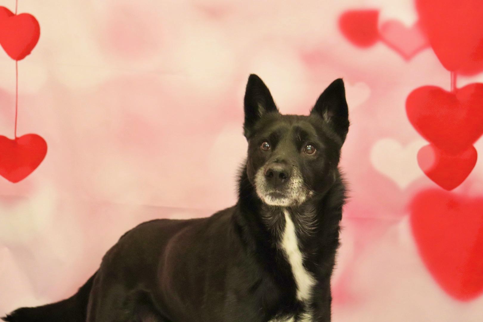 Jericho, a Adoptable mixed breed in Appin, ON image 1/4