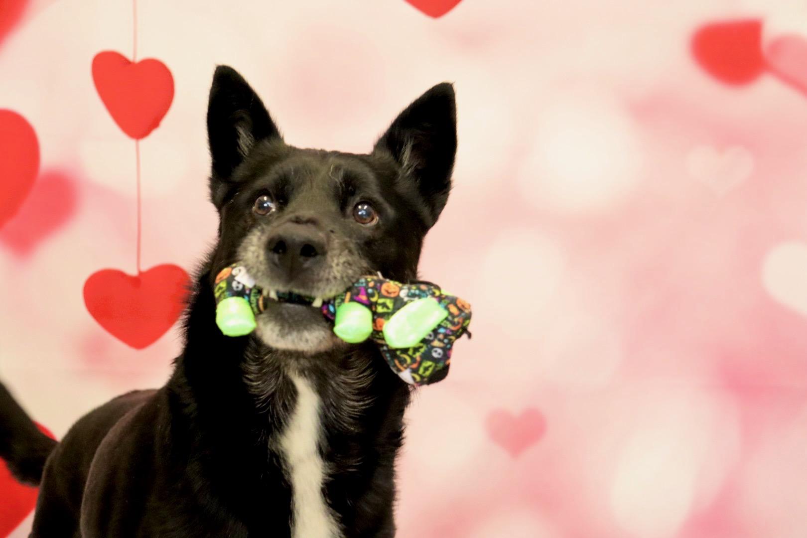 Jericho, a Adoptable mixed breed in Appin, ON image 2/4