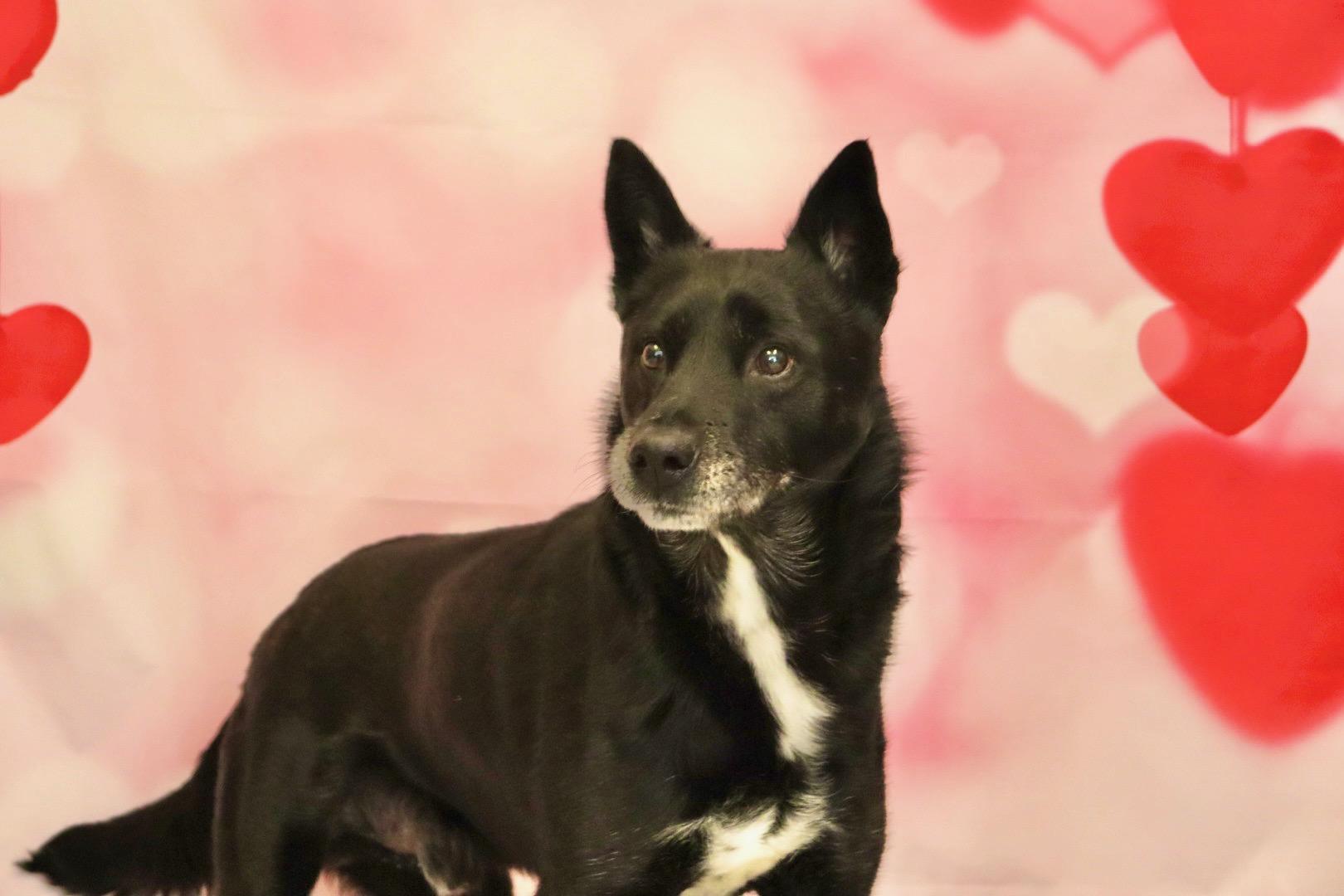 Jericho, a Adoptable mixed breed in Appin, ON image 3/4