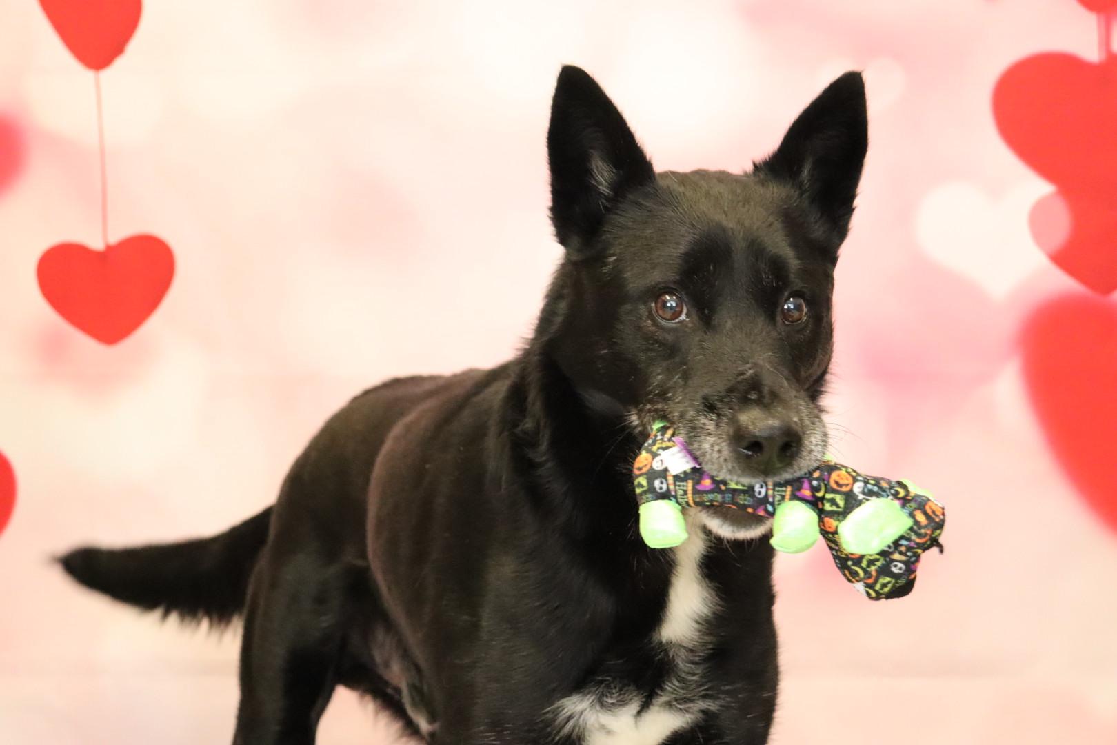 Jericho, a Adoptable mixed breed in Appin, ON image 4/4