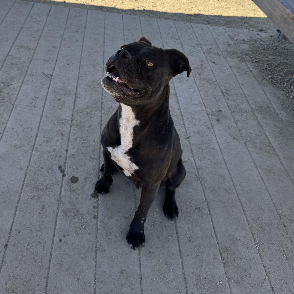 Dolly, Adoptable, Adult Female Boxer & French Bulldog.