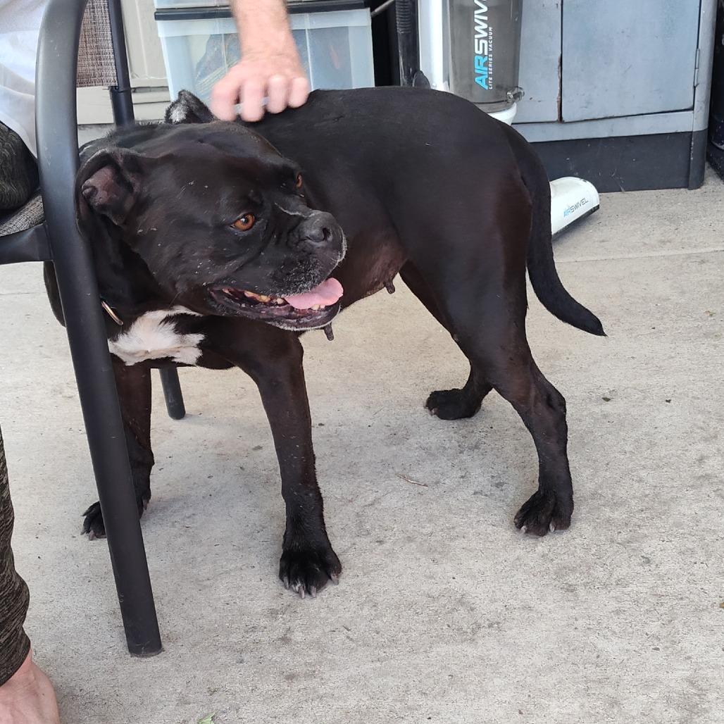 Enlarge Dolly, a Adoptable mixed breed in Stagecoach, NV image 2/5