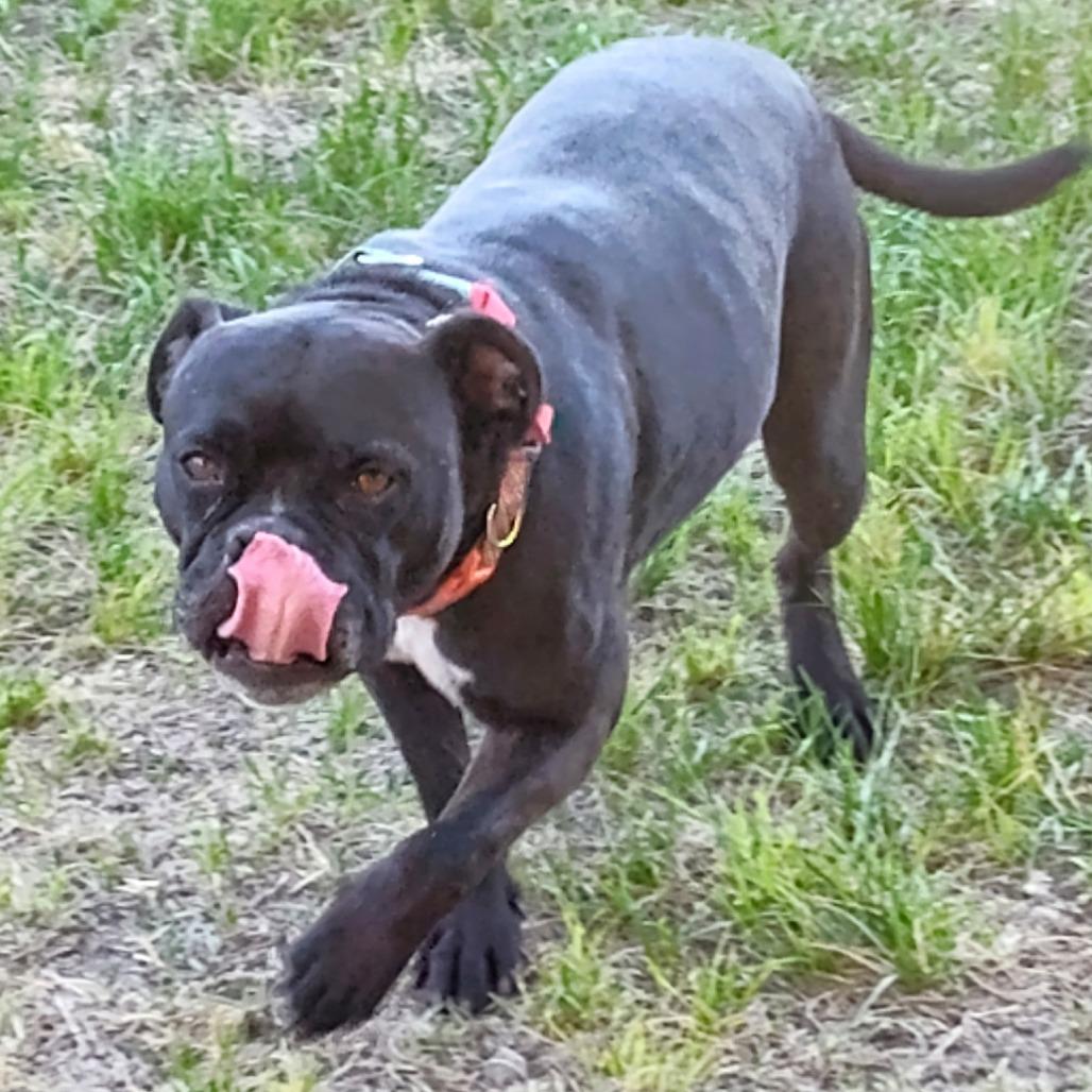 Enlarge Dolly, a Adoptable mixed breed in Stagecoach, NV image 3/5