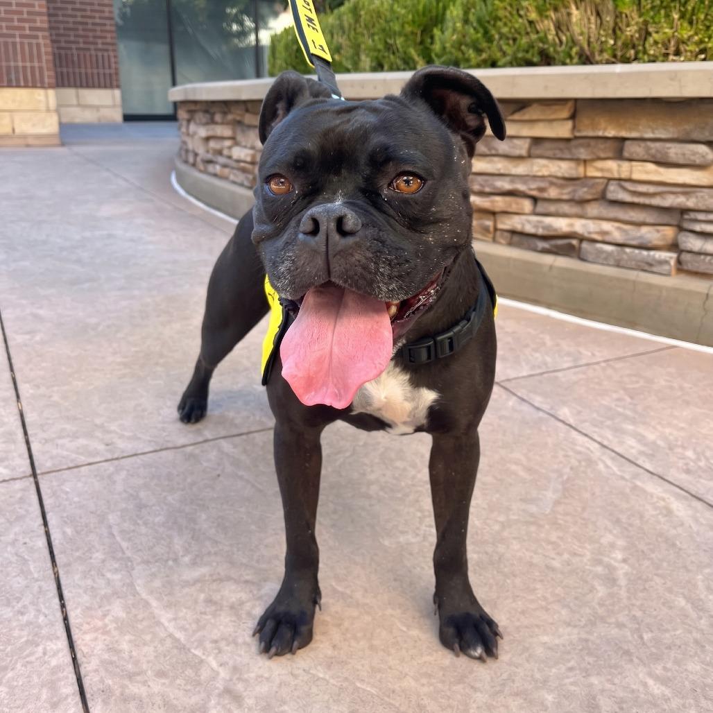 Enlarge Dolly, a Adoptable mixed breed in Stagecoach, NV image 4/5