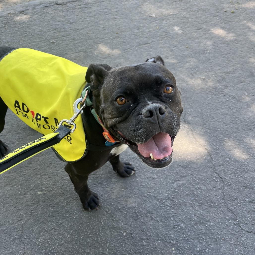 Enlarge Dolly, a Adoptable mixed breed in Stagecoach, NV image 5/5