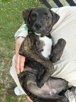 Scarlett, a Adoptable Boxer in Quakertown , PA image 3/6