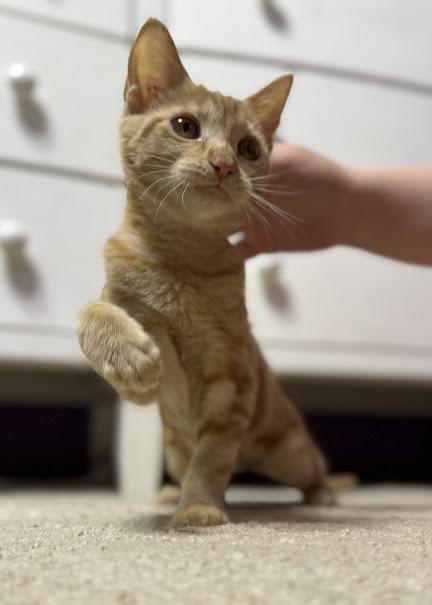 Mimi