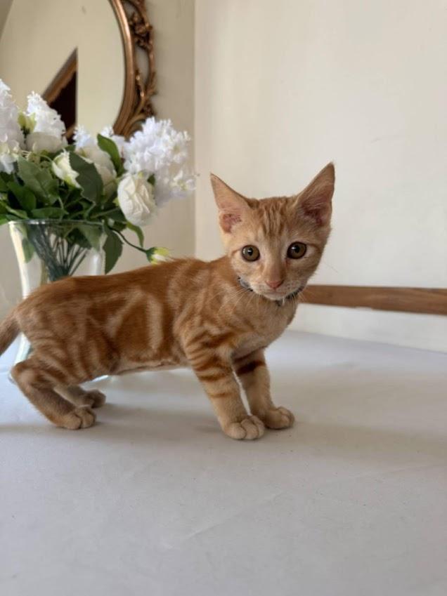 Mimi