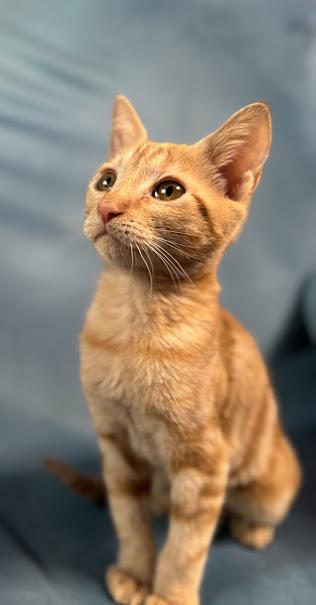 Mimi