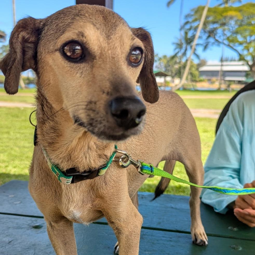Chalupa, Adoptable, Adult Male Mixed Breed.