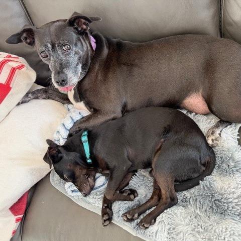 Oscar, Adoptable, Adult Male Chihuahua.