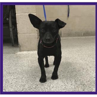 Enlarge Oscar, a Adoptable mixed breed in Dover, NH image 2/2