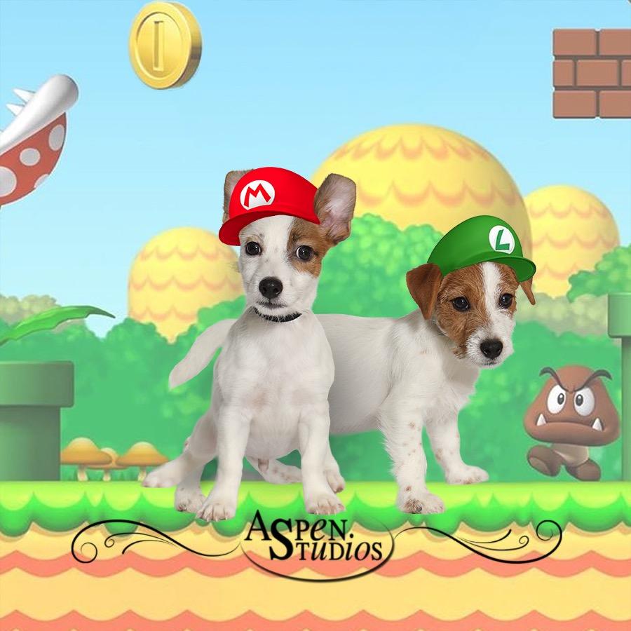 Enlarge Mario, a Adoptable mixed breed in Valparaiso, IN image 1/2
