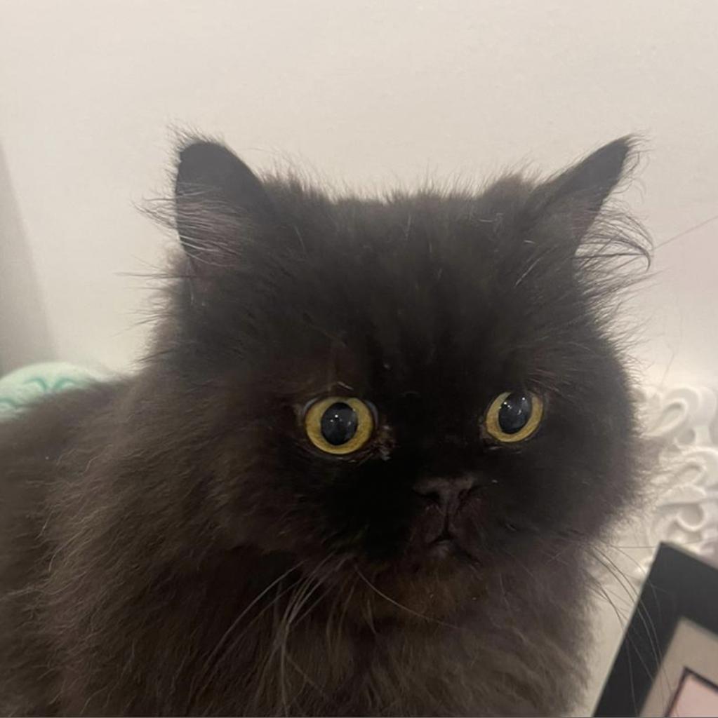 Lumi Kuwait, Adoptable, Adult Male Persian.