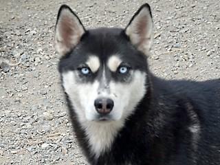 Dakota, Adoptable, Adult Male Husky.