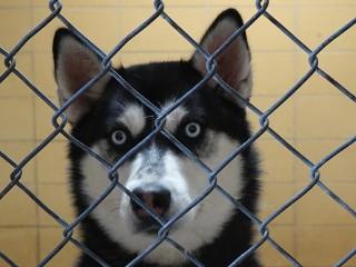 Enlarge Dakota, a Adoptable Husky in Anaconda, MT image 3/4