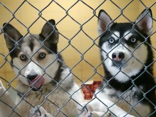 Enlarge Dakota, a Adoptable Husky in Anaconda, MT image 4/4