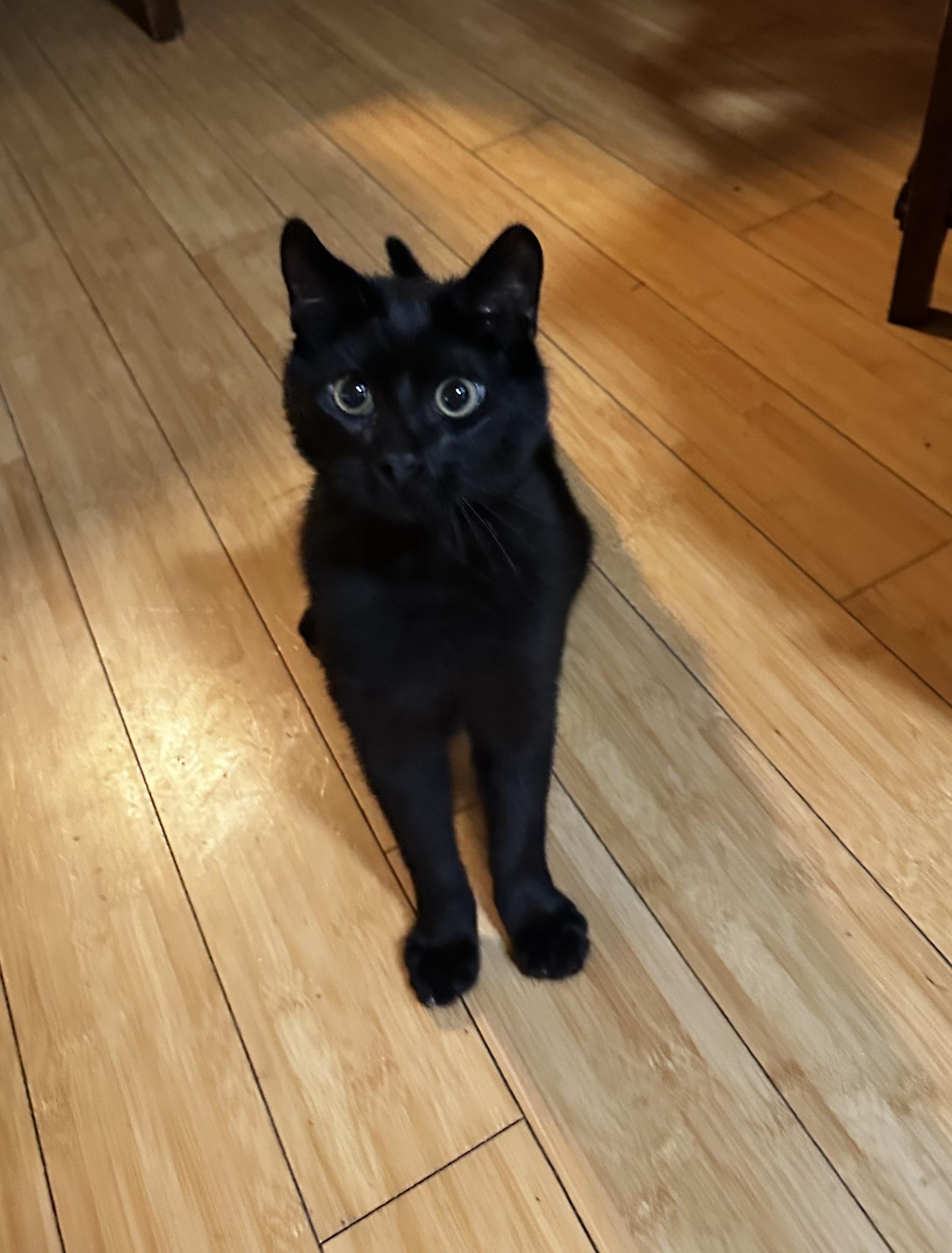 Zeeke, Adoptable, Kitten Male Domestic Short Hair.