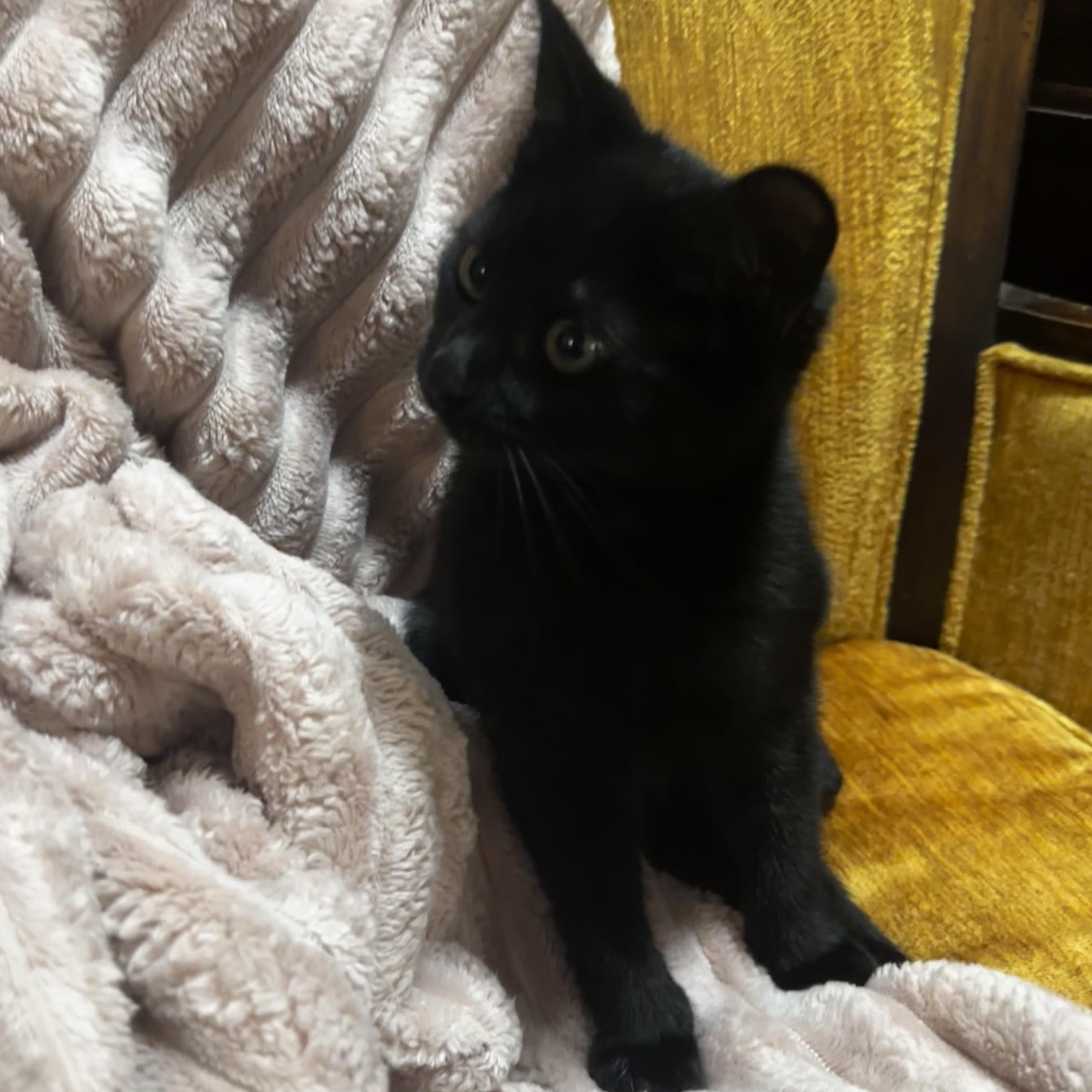 Zeeke, a Adoptable Domestic Short Hair in Hollister, CA image 1/2