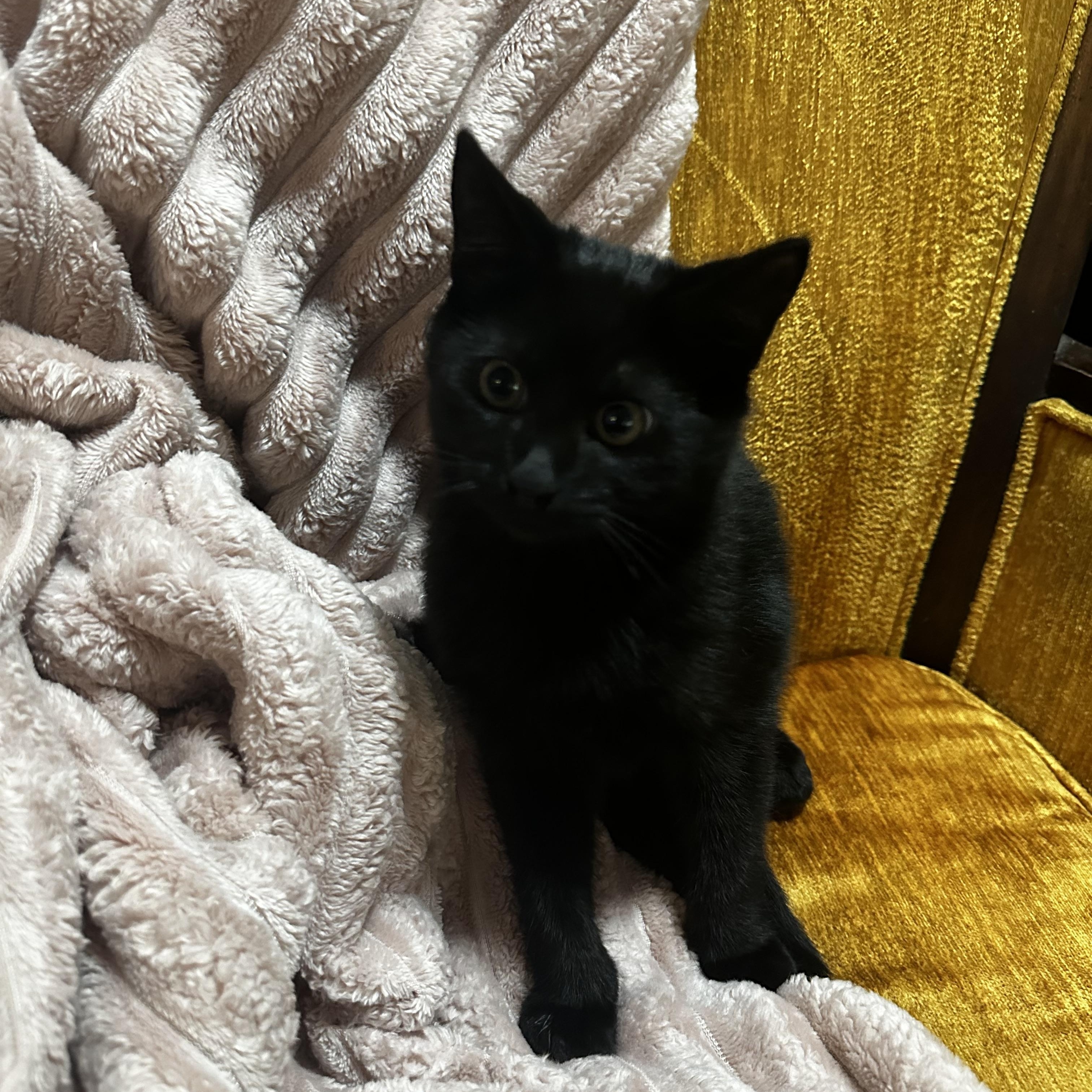 Zeeke, a Adoptable Domestic Short Hair in Hollister, CA image 2/2