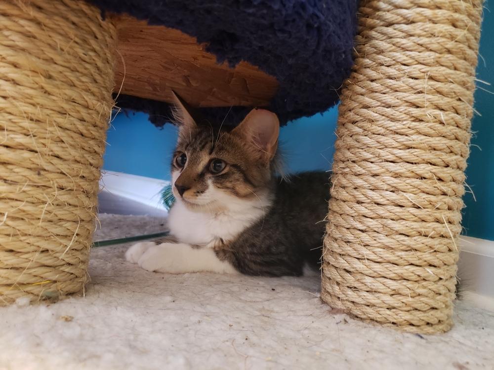 Enlarge Kanar, a Adoptable Domestic Medium Hair in West Columbia, SC image 1/6