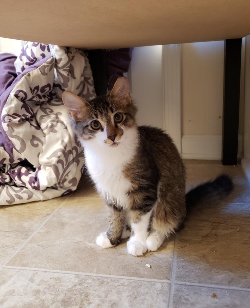 Enlarge Kanar, a Adoptable Domestic Medium Hair in West Columbia, SC image 3/6