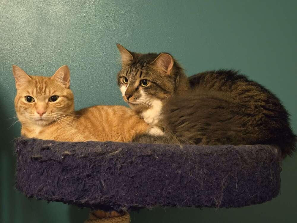 Enlarge Kanar, a Adoptable Domestic Medium Hair in West Columbia, SC image 4/6