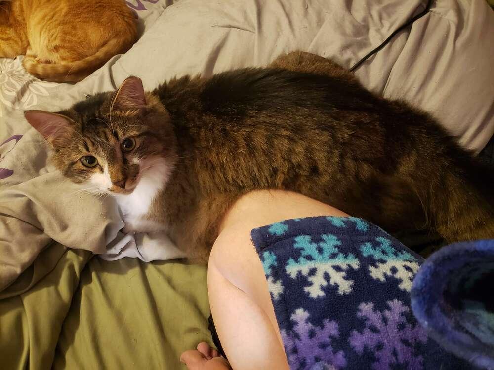 Enlarge Kanar, a Adoptable Domestic Medium Hair in West Columbia, SC image 5/6