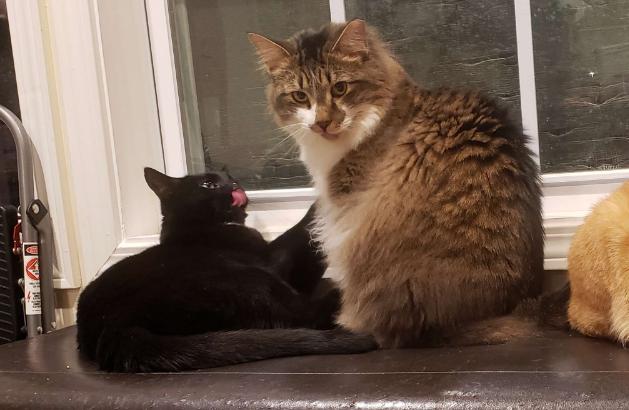 Enlarge Kanar, a Adoptable Domestic Medium Hair in West Columbia, SC image 6/6