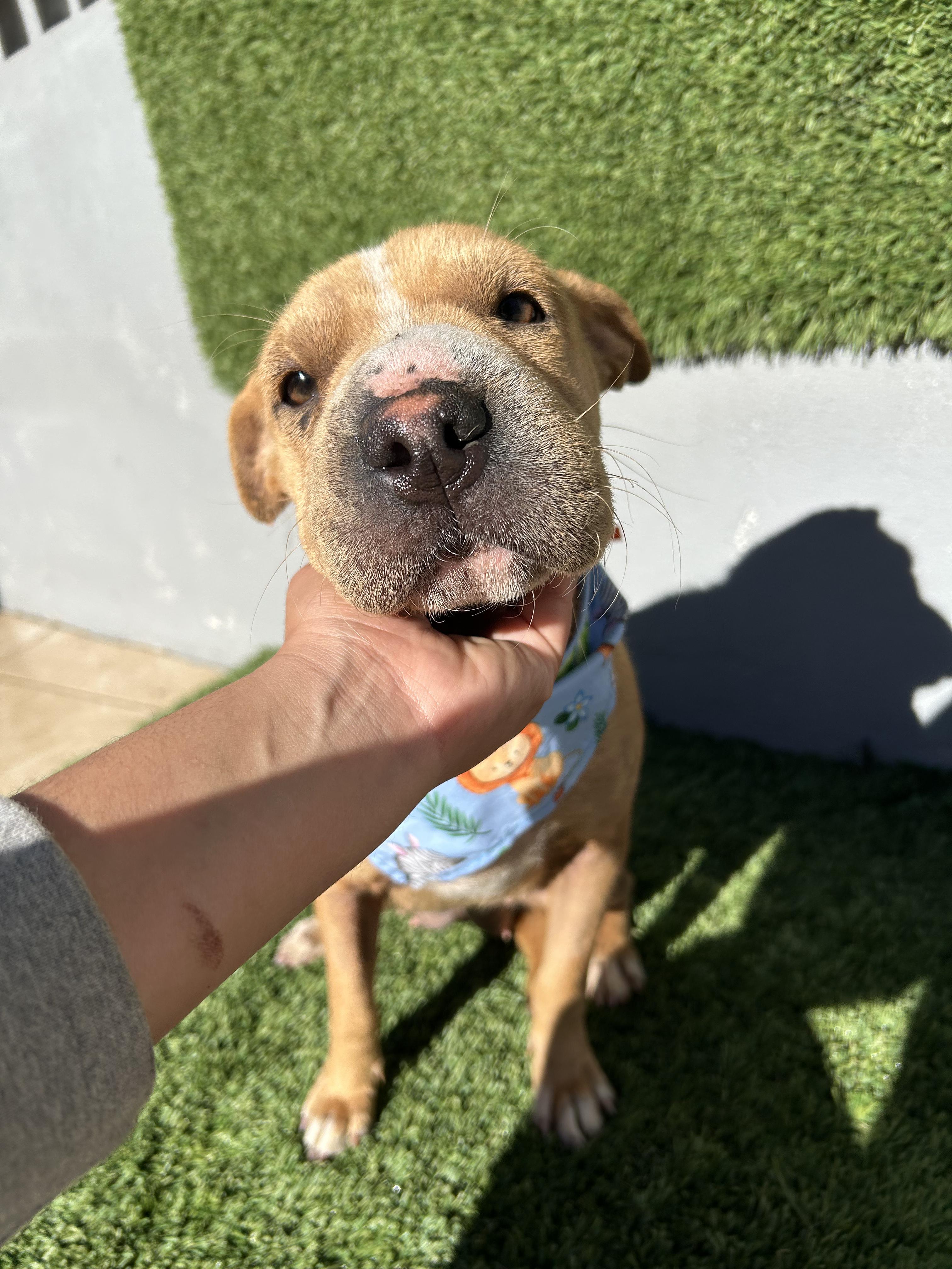 Yoyis, Adoptable, Young Female Shar-Pei.