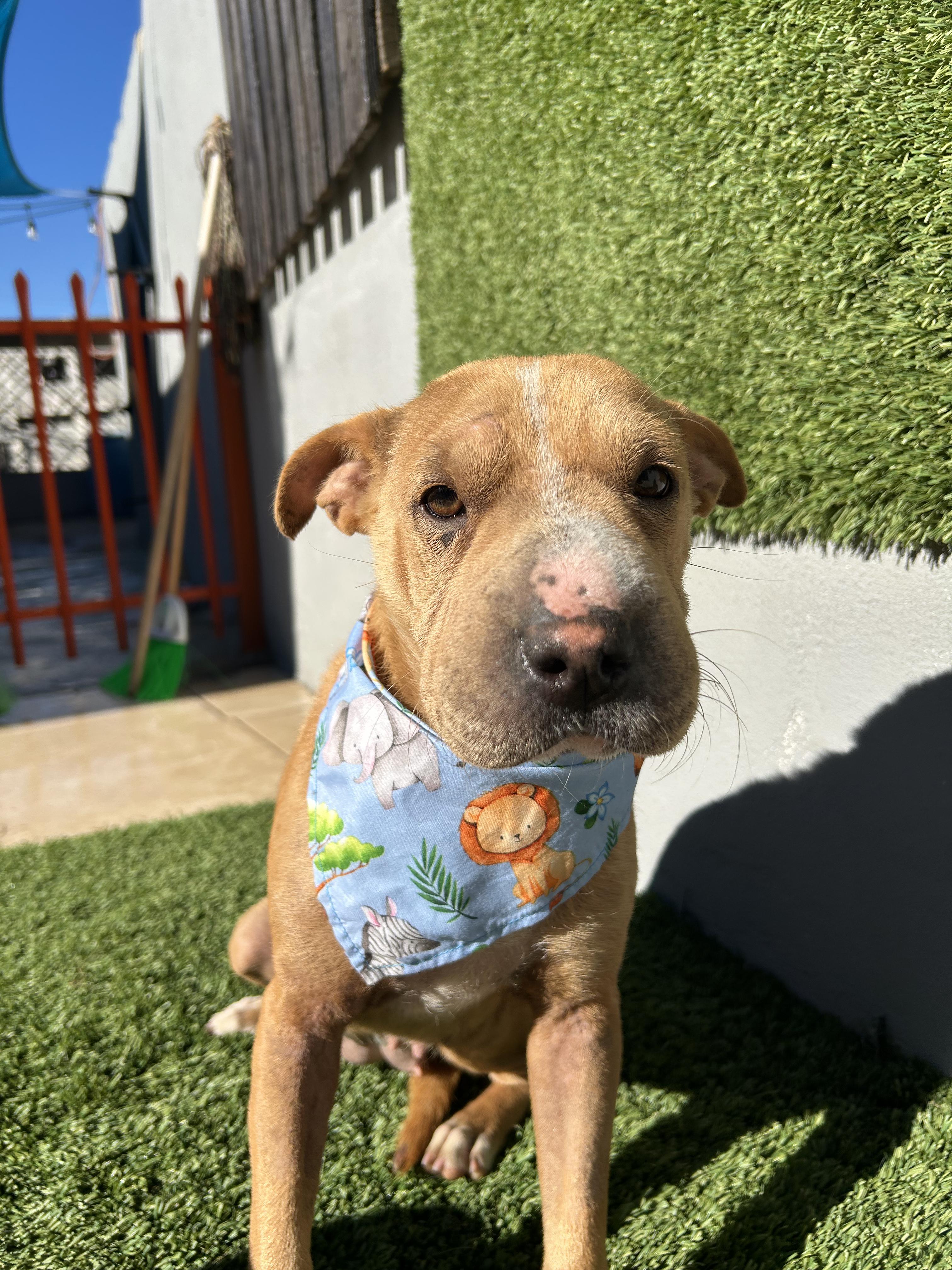 Enlarge Yoyis, a Adoptable mixed breed in Tijuana, BCN image 2/5