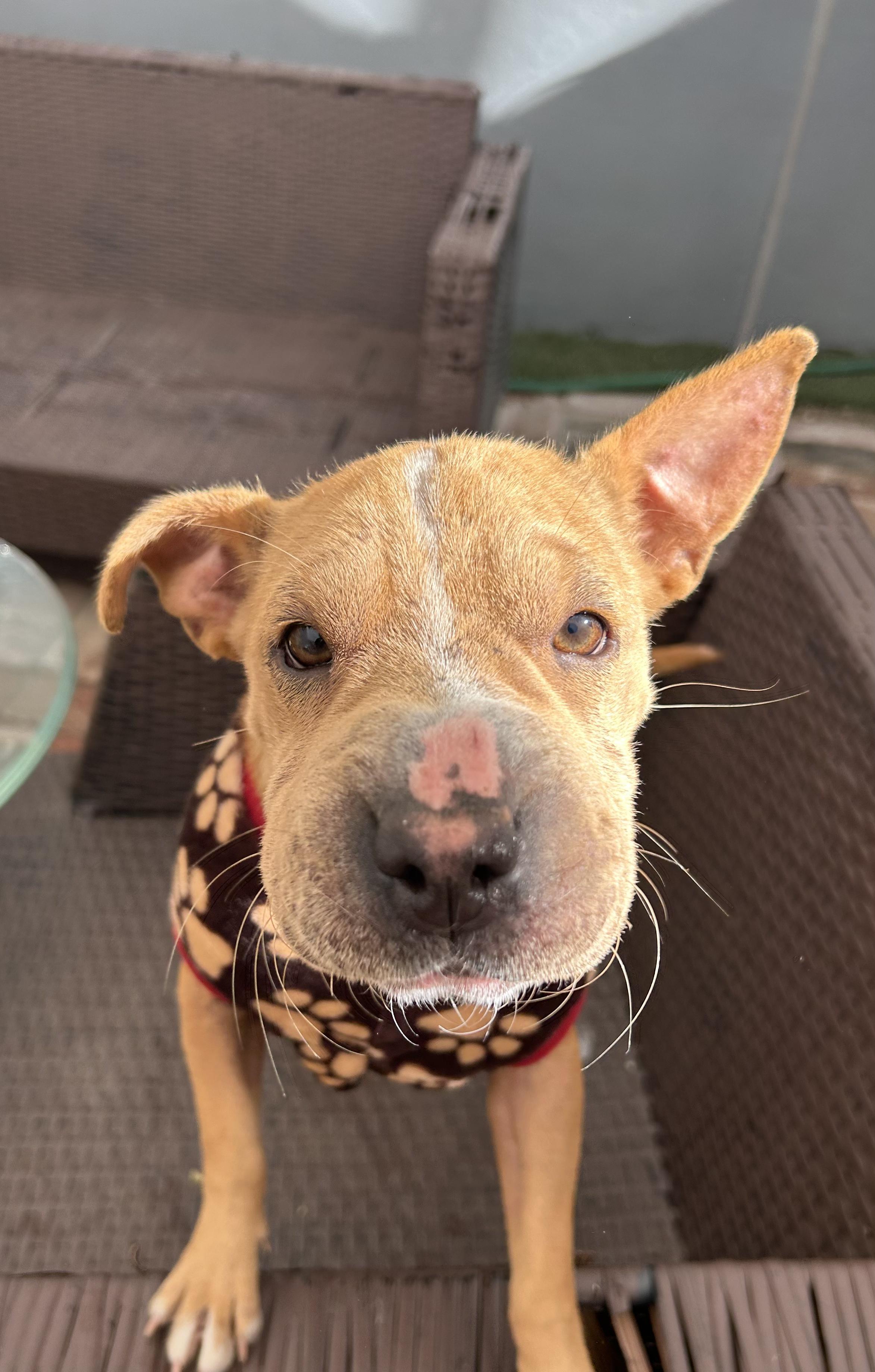 Enlarge Yoyis, a Adoptable mixed breed in Tijuana, BCN image 4/5