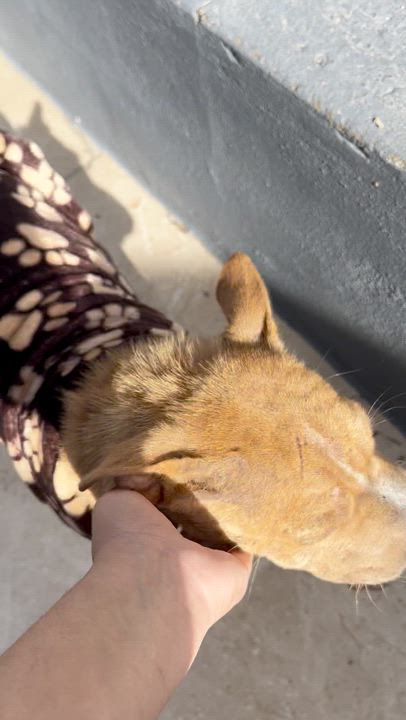 Enlarge Yoyis, a Adoptable mixed breed in Tijuana, BCN video 5/5