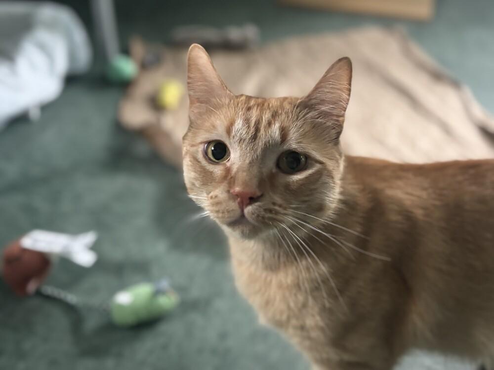 Nelson, Adoptable, Adult Male Domestic Short Hair.