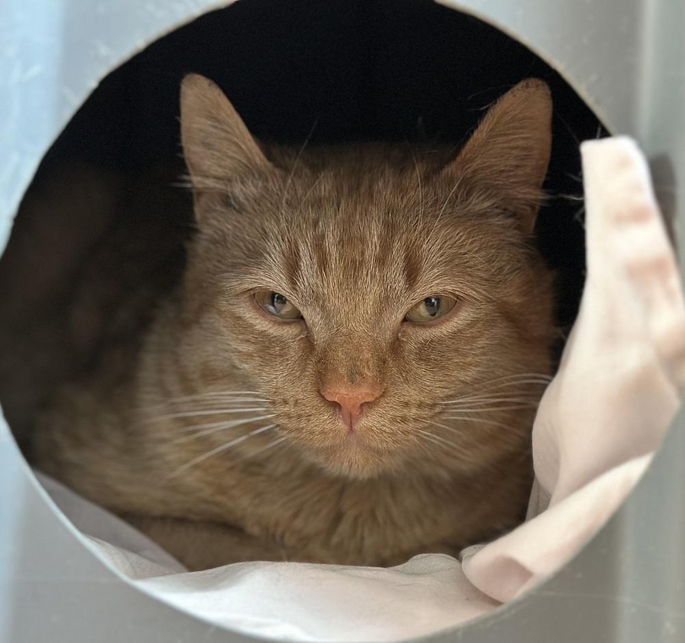 Enlarge Nelson, a Adoptable mixed breed in Norristown, PA image 2/3