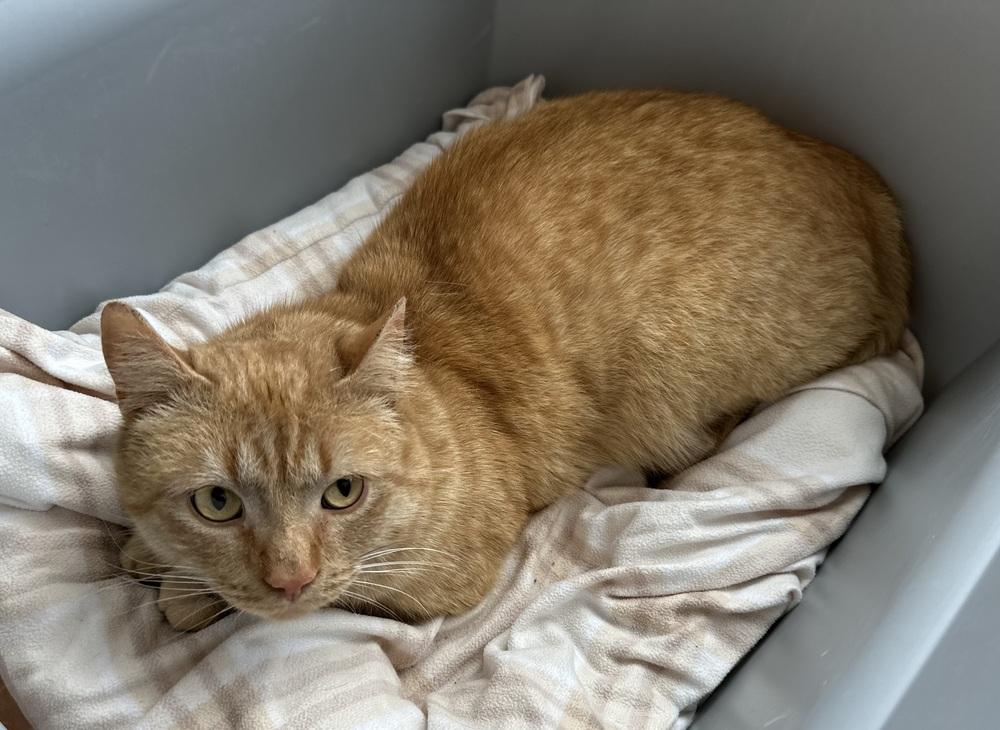 Enlarge Nelson, a Adoptable mixed breed in Norristown, PA image 3/3