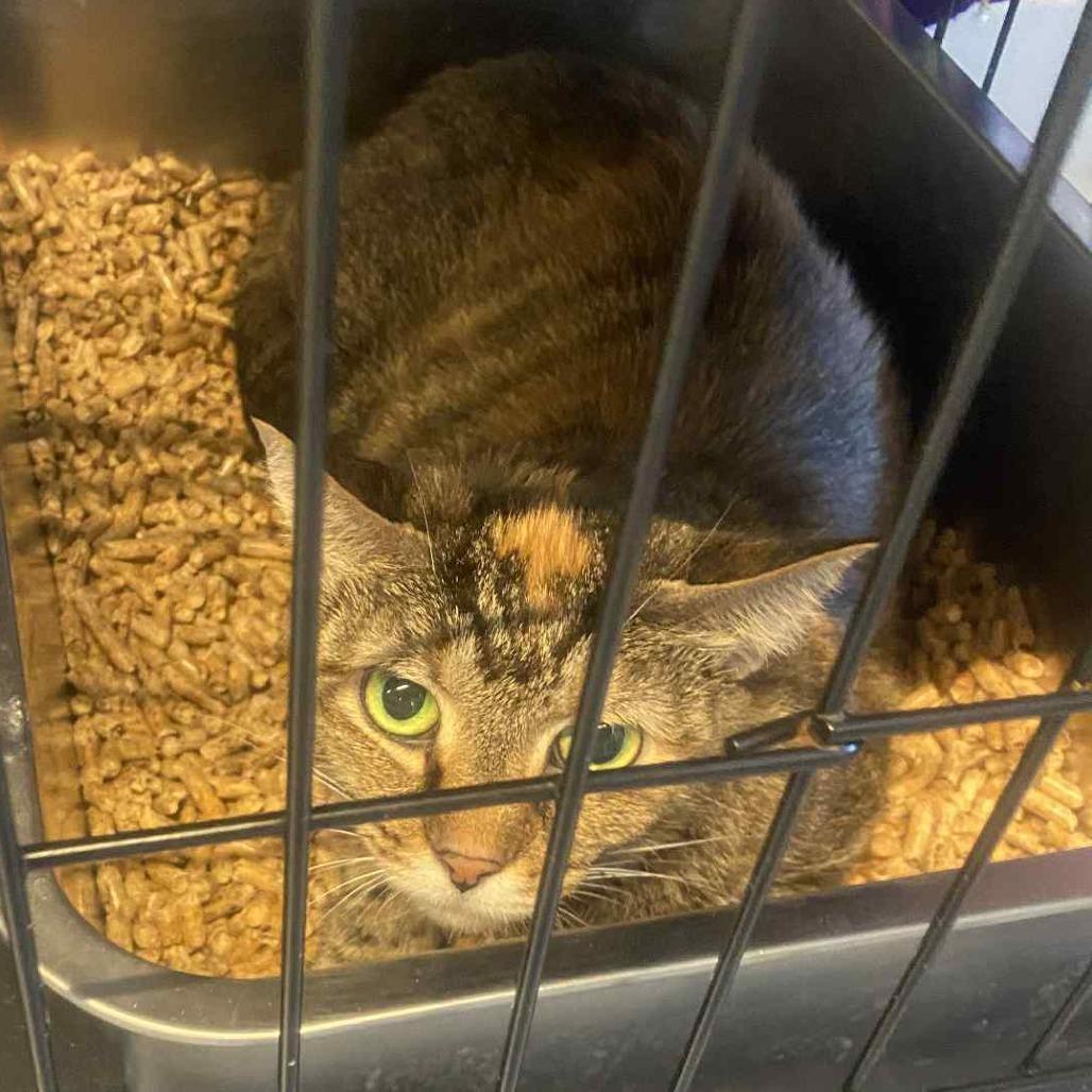 Enlarge Tiger, a Adoptable Domestic Short Hair in Huntington, WV image 1/1