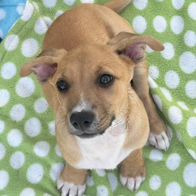 Lego Pup - Heartlake, Adoptable, Puppy Female Chihuahua & Terrier.