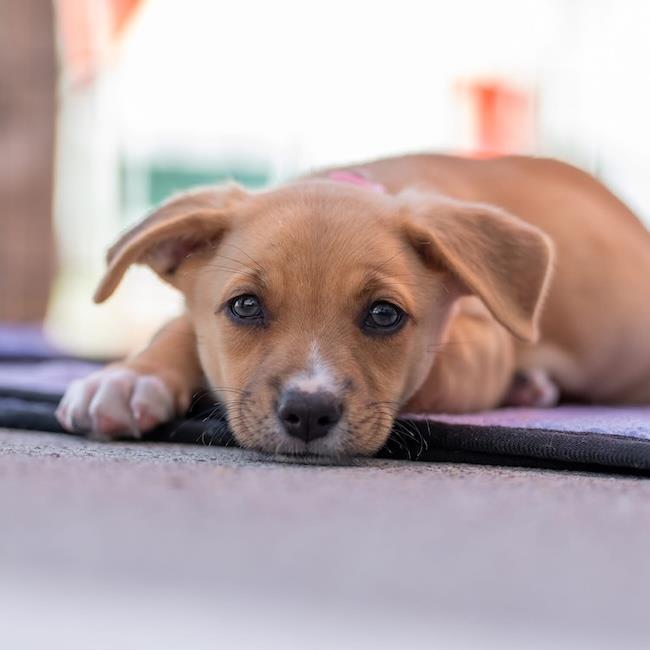 Enlarge Lego Pup - Heartlake, a Adoptable mixed breed in San Diego, CA image 2/3