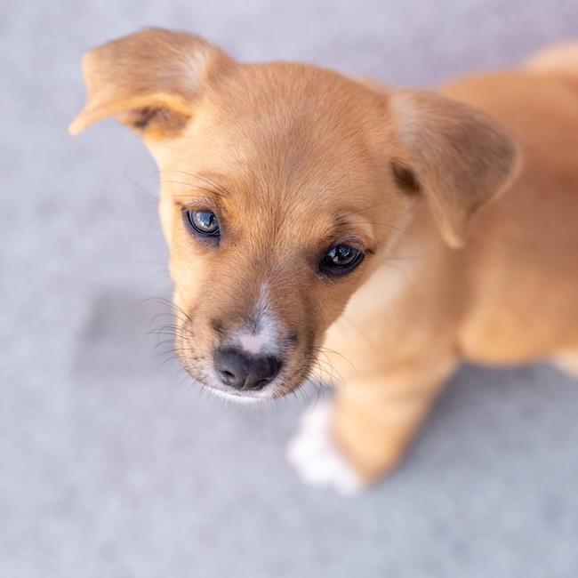 Enlarge Lego Pup - Heartlake, a Adoptable mixed breed in San Diego, CA image 3/3